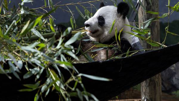 You can still see the Zoo Atlanta pandas before they leave