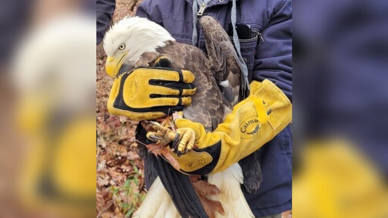 An injured bald eagle was found on Wednesday in a wooded area near the Baltimore-Washington Parkway in Maryland.