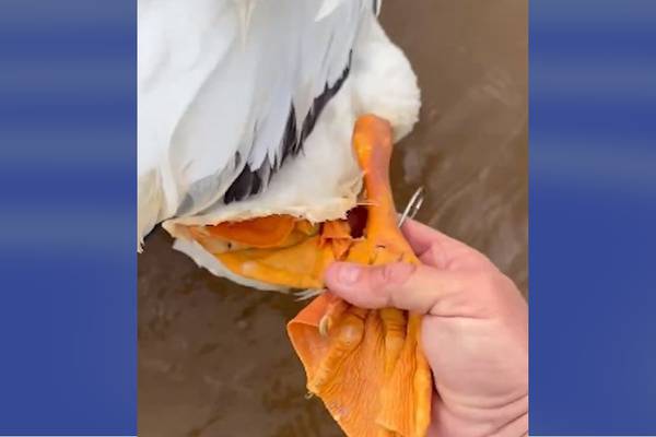 Oklahoma state trooper rescues pelican with fishing hook through its foot
