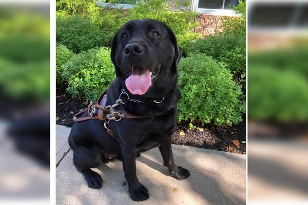 Woman charged for guide dog’s death in hot car
