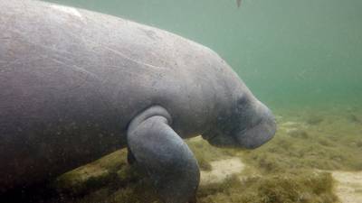 Manatee ‘chases’ alligator as both swim in Florida state park 