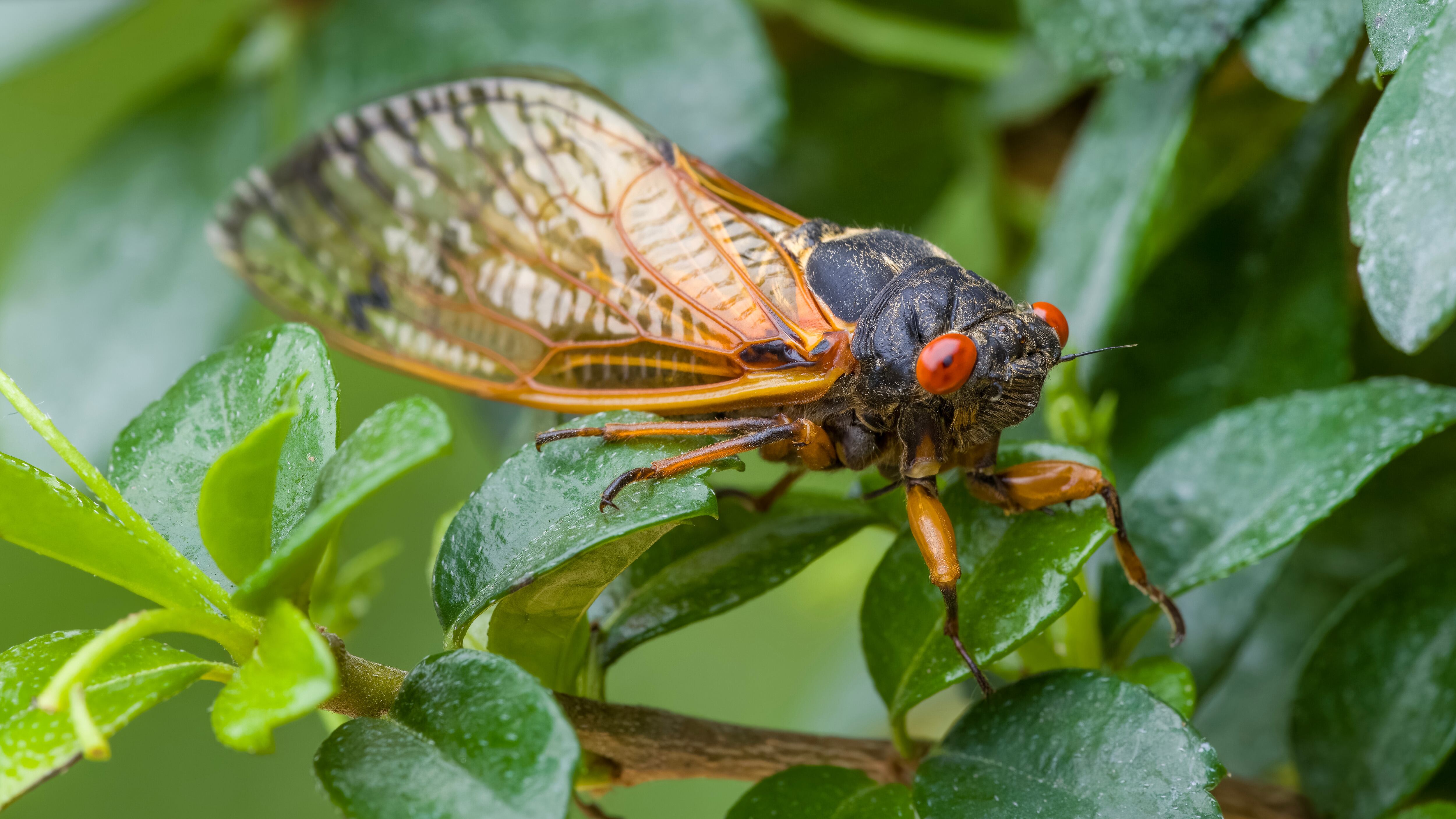 Periodical cicada on a leaf
