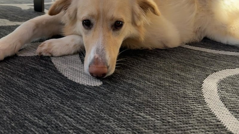 PHOTOS: Celebrating National Mutt Day with pics of your pups