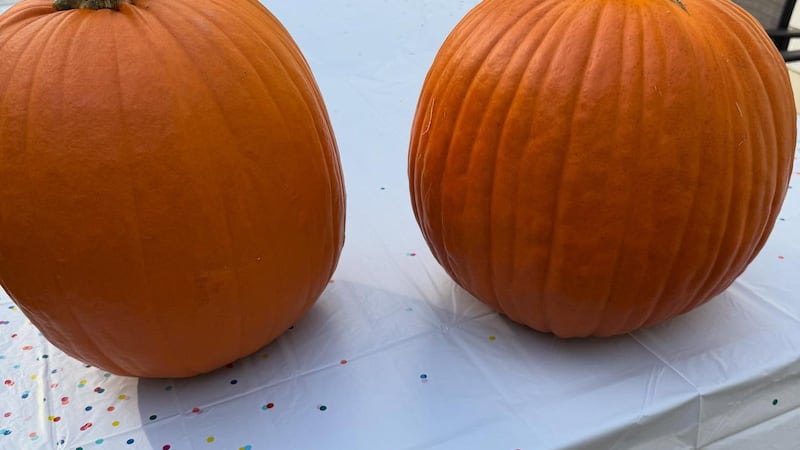 Abby’s tips for pumpkin carving this Halloween