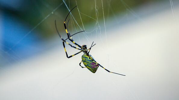 The spider is native to Japan and has been seen in Southeastern states for a while now, though researchers say it is hardy enough to live in colder climates and they may be heading north.