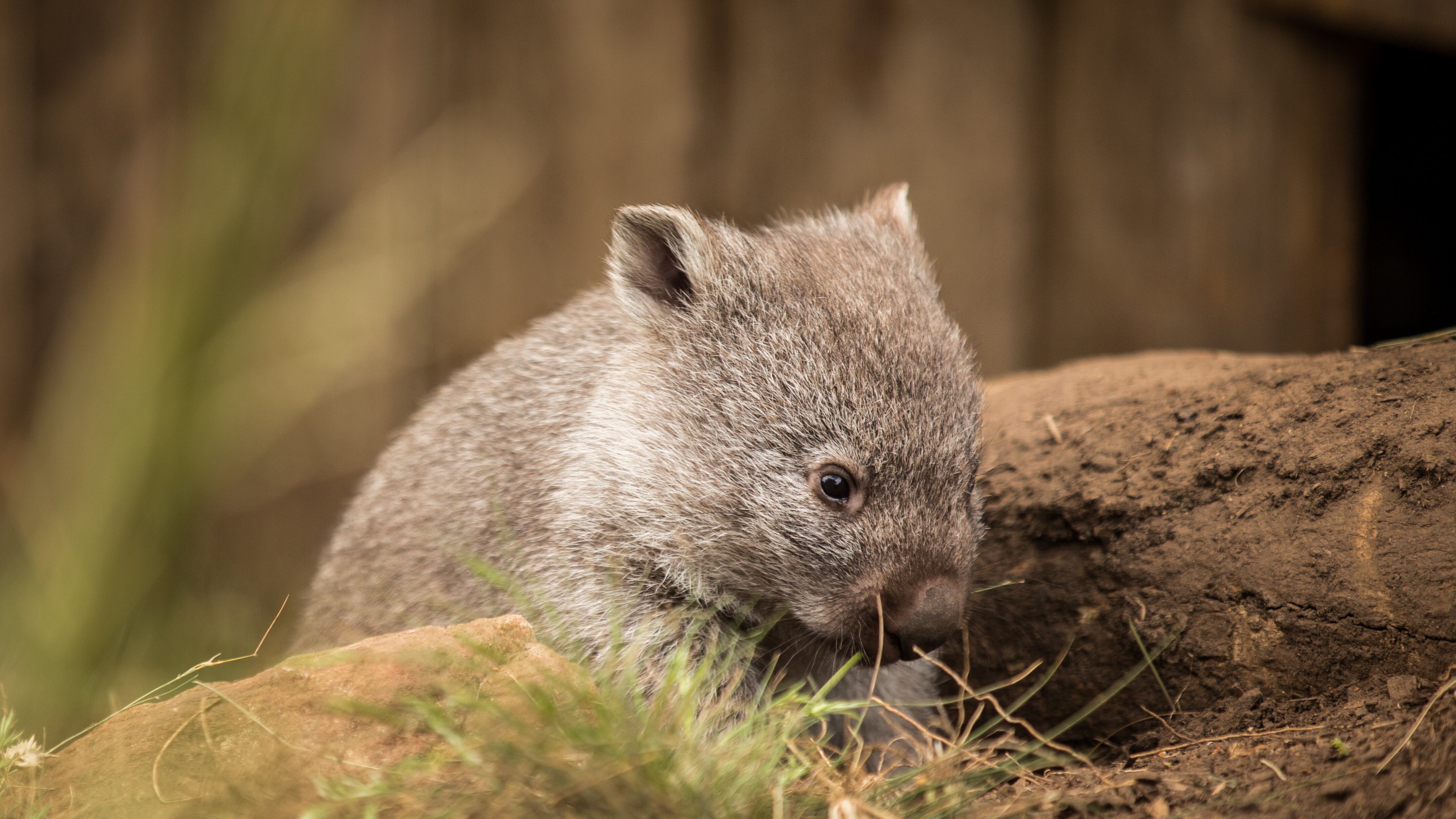 Wombat