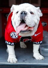 ATHENS, GA - OCTOBER 16: Georgia Bulldogs mascot UGA X is seen on the sidelines in the second half against the Kentucky Wildcats at Sanford Stadium on October 16, 2021 in Athens, Georgia. (Photo by Todd Kirkland/Getty Images)