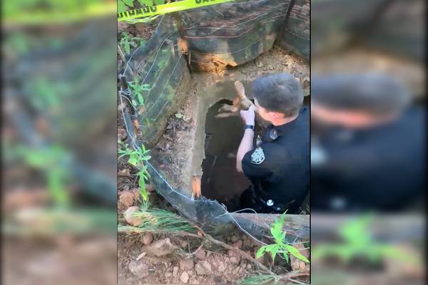 ‘Never a dull moment’: Georgia deputy rescues baby deer from hole
